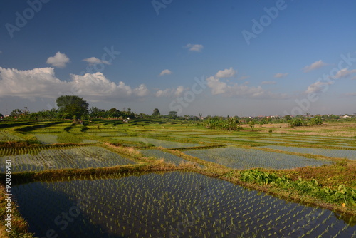 Beautiful rice field in Bali, Indonesia with clear blue sky