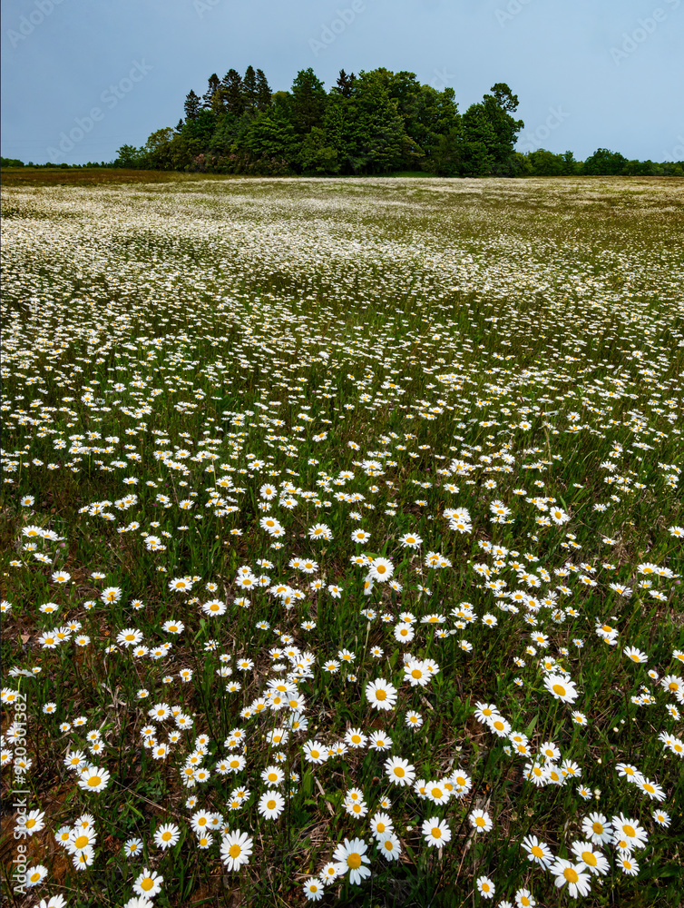 Fototapeta premium 696-41 Oxeye Daisy Field