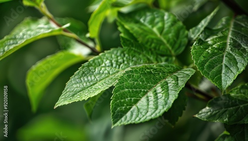 Close-up of vibrant green leaves on a plant captured in natural light during daytime