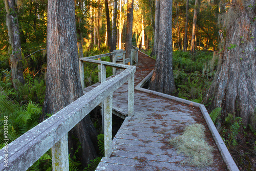 Swamp Boardwalk Scenery in Florida