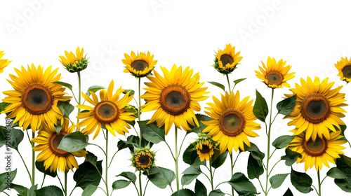 Sunflowers and green leaves for decoration of art frame wallpaper, card and banner on transparent background.