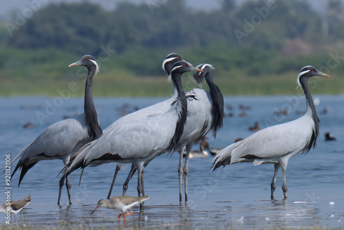 Group of Demoiselle cranes birds wading in the river water. Selective focus.