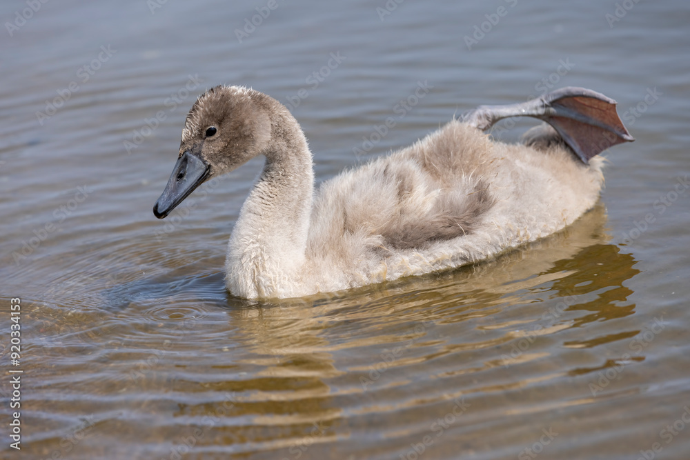 Fototapeta premium young swans in gray down swim on the lake