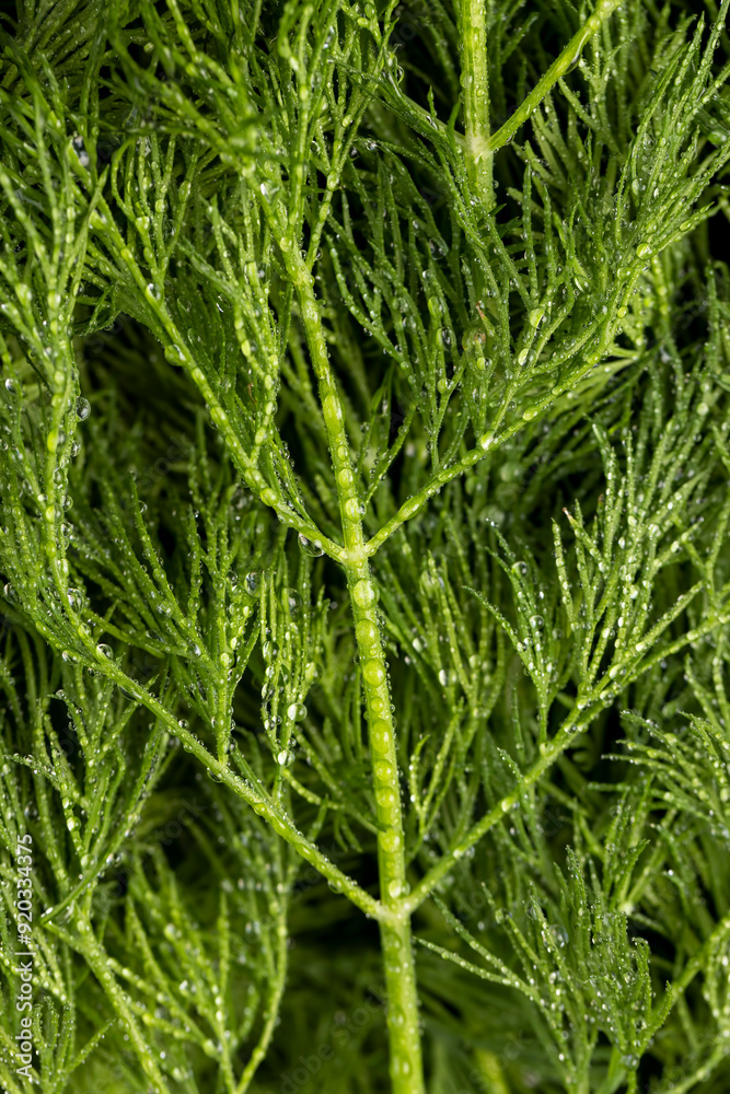 in drops of pure water green dill to add as spices in drops of pure water green dill to add as spices