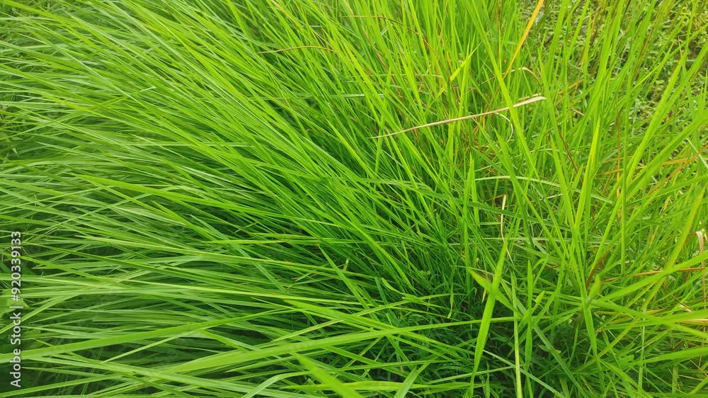 Panoramic view of overgrown green grass Isolated from white background with clipping path.. high green grass, background Panoramic view of overgrown green grass Isolated from white background with clipping path.. high green grass, background