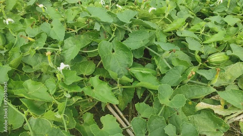 Beds have been made on the new parwal cultivation land and parwal trees are slowly rising to the top. pointed gourd plant, pointed gourd, pointed gourd tree in india,	 photo