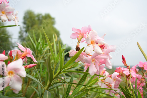 Nerium oleander in bloom, Pink siplicity bunch of flowers and green leaves on branches, Nerium Oleander shrub Pink flowers, ornamental shrub branches in daylight, bunch of flowers closeup photo