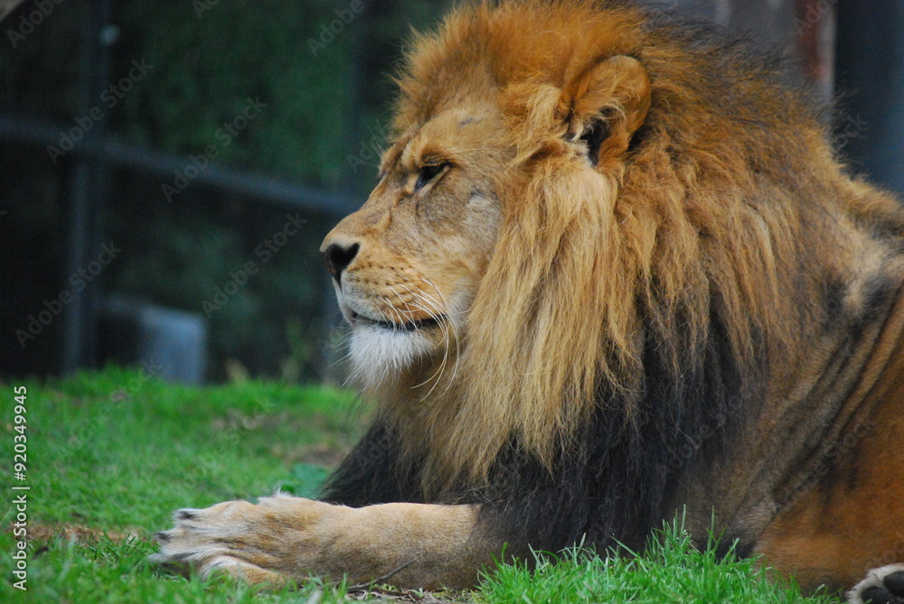 Obraz premium Lion 