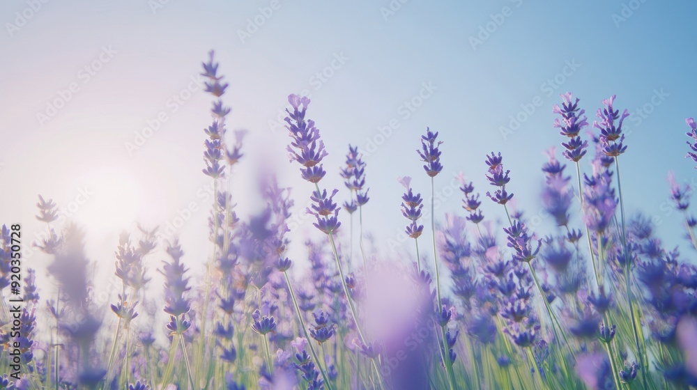 Fototapeta premium Lavender Field in the Sunlight