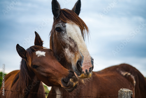 Foto Clydesdale horse, large Scottish draught horse, mare stallion, friends companion