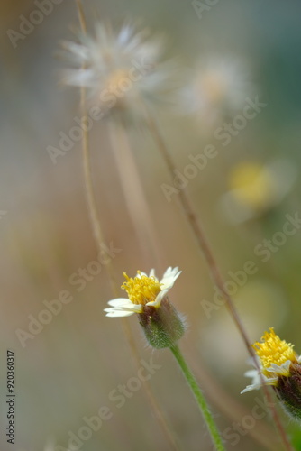 Gletang is a type of plant, mostly found wild as a weed, a member of the Asteraceae family. Tridax procumbens. natural background. photo