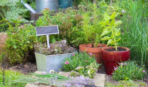basil in flowerpot  and other herbal plant growing in a garden among flowers ...