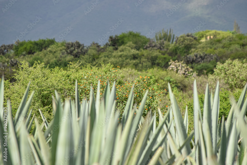 Oaxaca, Mezcal agave field. Close-up of mexican agave plantation. Oaxaca, Mezcal agave field. Close-up of mexican agave plantation.