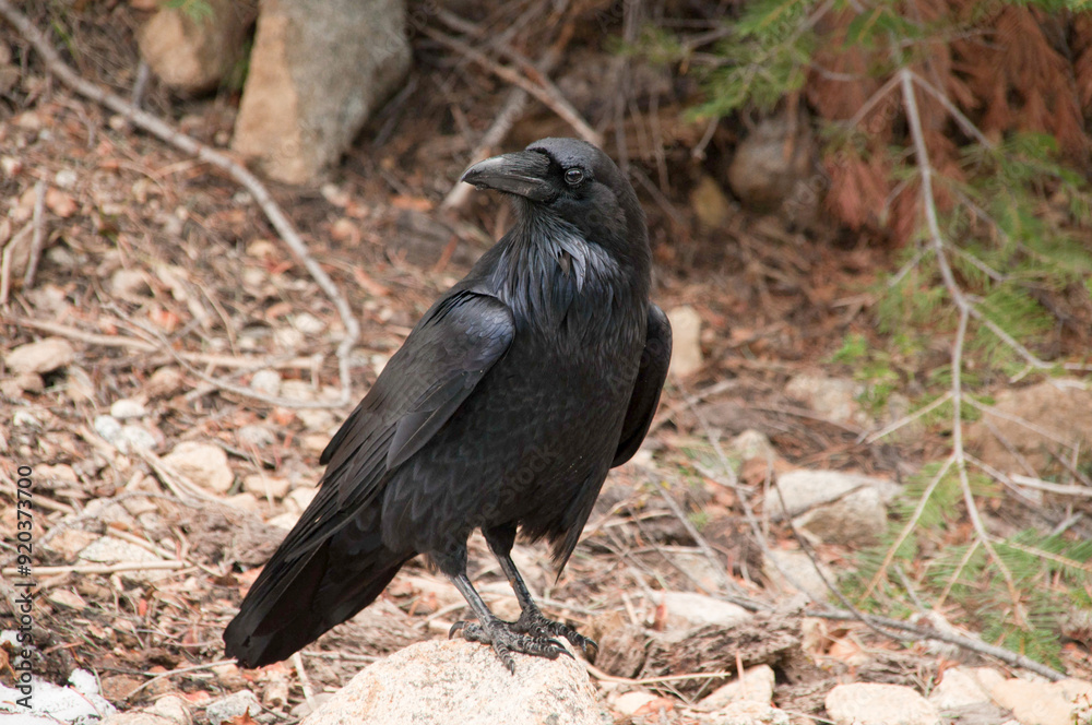 Obraz premium Black raven pirched on a rock in the woods