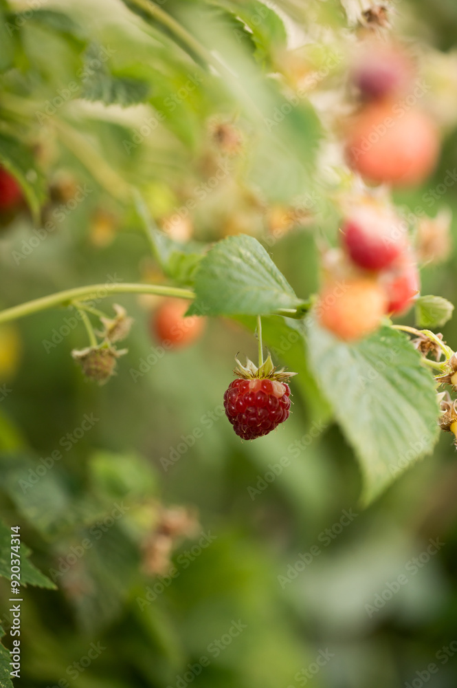 Rip raspberry hanging from vine with soft green background Rip raspberry hanging from vine with soft green background