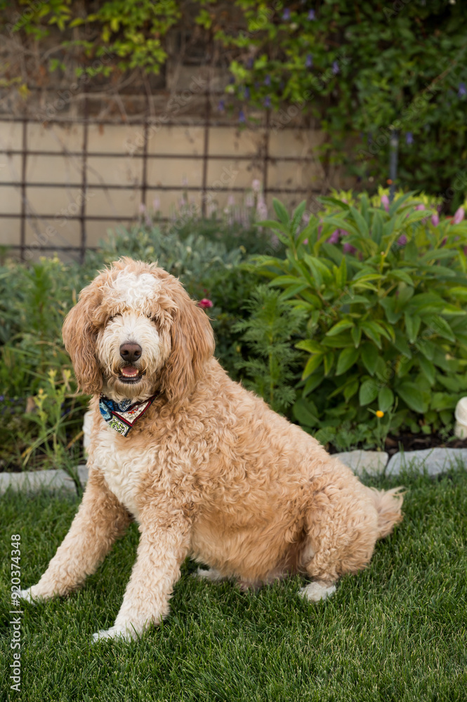 Curly-haired dog sitting in front of lush garden Curly-haired dog sitting in front of lush garden