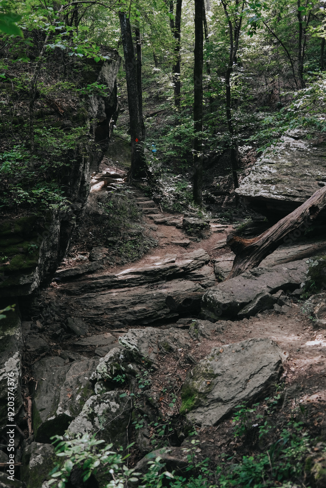 Wooded trail in the mountains Wooded trail in the mountains