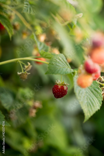 Ripe raspberry hanging on a vine in a garden