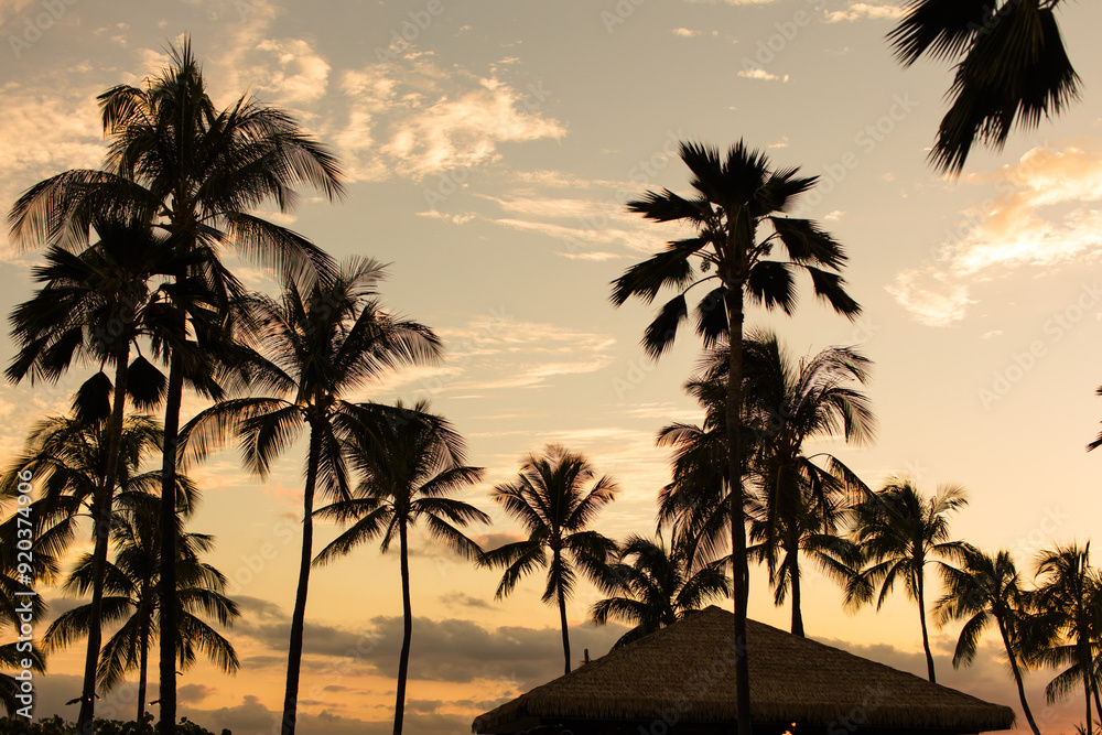 Silhouetted palm trees at sunset in Hawaii, under a cloudy sky Silhouetted palm trees at sunset in Hawaii, under a cloudy sky