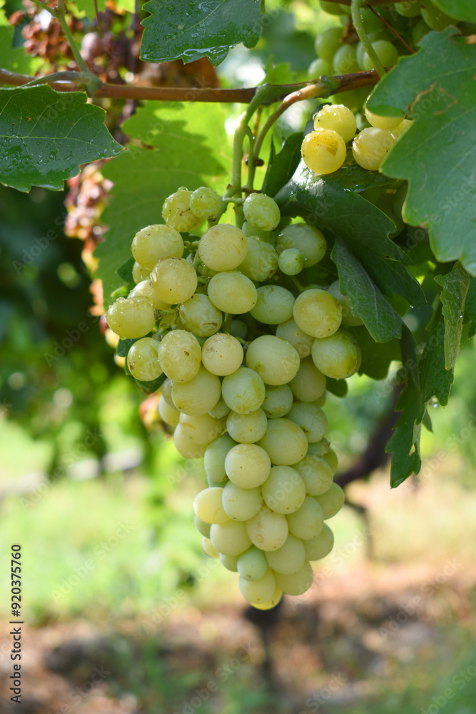Close up of grapes hanging on Vine, Hanging grapes. Grape farming. Grapes farm. Tasty green grape bunches hanging on branch. Grapes With Selective Focus on the subject, Chakwal, Punjab, Pakistan Close up of grapes hanging on Vine, Hanging grapes. Grape farming. Grapes farm. Tasty green grape bunches hanging on branch. Grapes With Selective Focus on the subject, Chakwal, Punjab, Pakistan