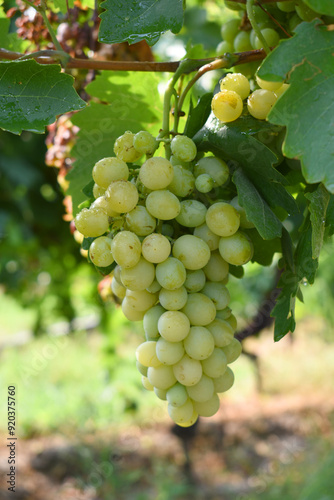 Wallpaper Mural Close up of grapes hanging on Vine, Hanging grapes. Grape farming. Grapes farm. Tasty green grape bunches hanging on branch. Grapes With Selective Focus on the subject, Chakwal, Punjab, Pakistan Torontodigital.ca