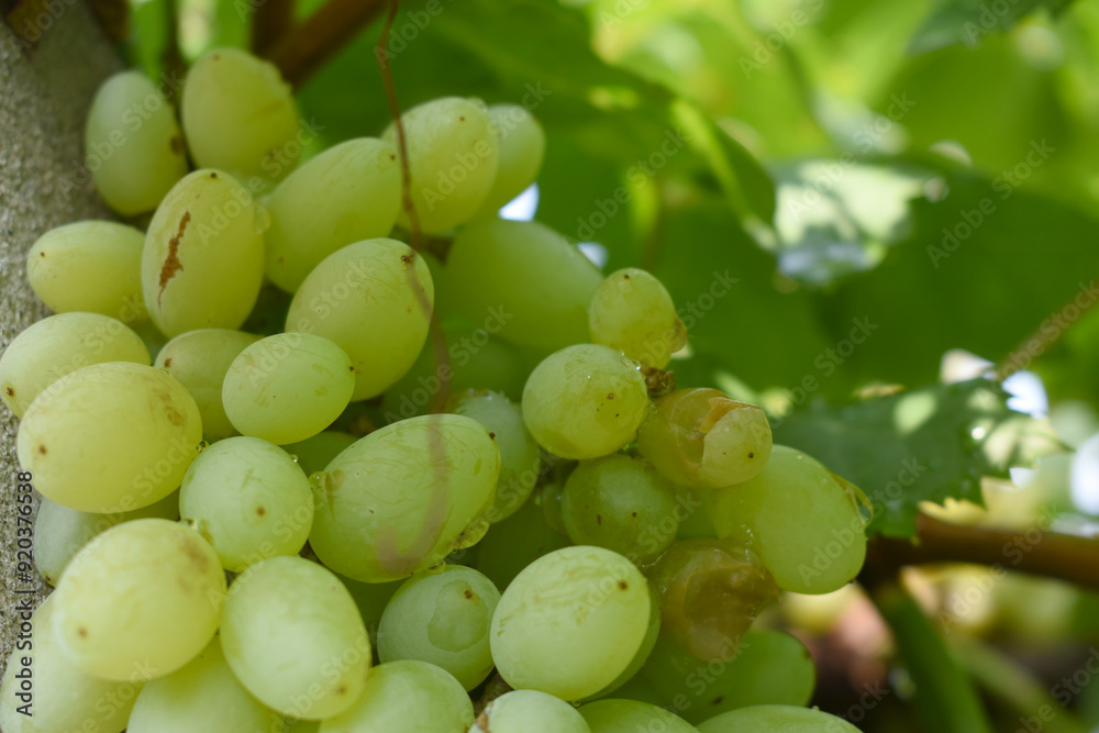 Close up of grapes hanging on Vine, Hanging grapes. Grape farming. Grapes farm. Tasty green grape bunches hanging on branch. Grapes With Selective Focus on the subject, Chakwal, Punjab, Pakistan Close up of grapes hanging on Vine, Hanging grapes. Grape farming. Grapes farm. Tasty green grape bunches hanging on branch. Grapes With Selective Focus on the subject, Chakwal, Punjab, Pakistan