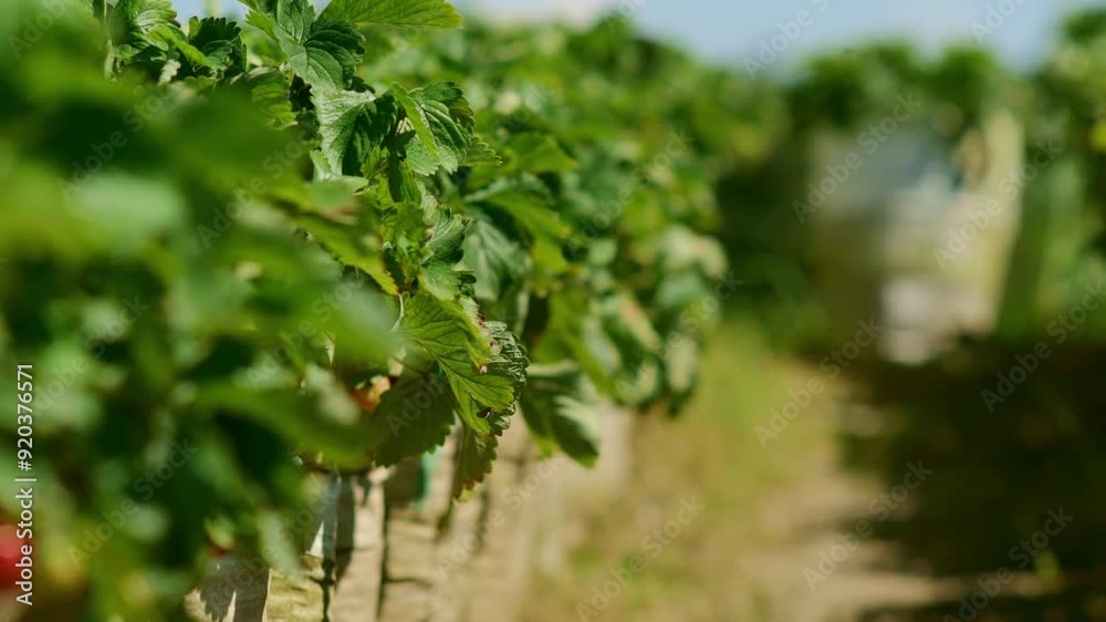 4K Panning and Focus Shift of Strawberry Garden - Vibrant Plants in Traditional Rural Setting 4K Panning and Focus Shift of Strawberry Garden - Vibrant Plants in Traditional Rural Setting