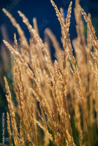 golden wheat field at sunset