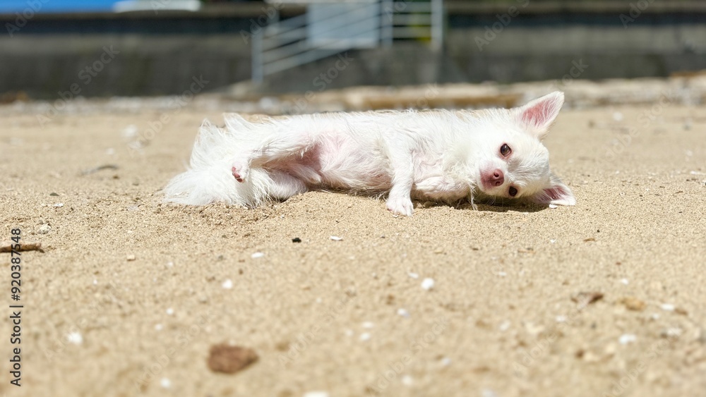 baby pig baby pig