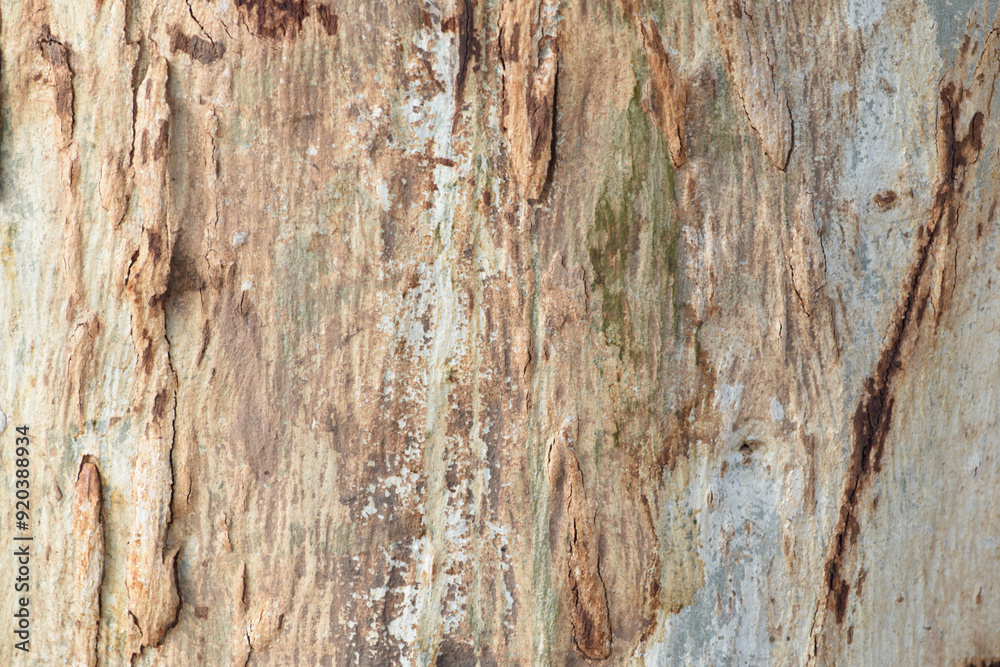 Eucalyptus tree bark texture, Bark of eucalyptus tree, seamless texture, a eucalyptus tree bark texture background image Eucalyptus tree bark texture, Bark of eucalyptus tree, seamless texture, a eucalyptus tree bark texture background image