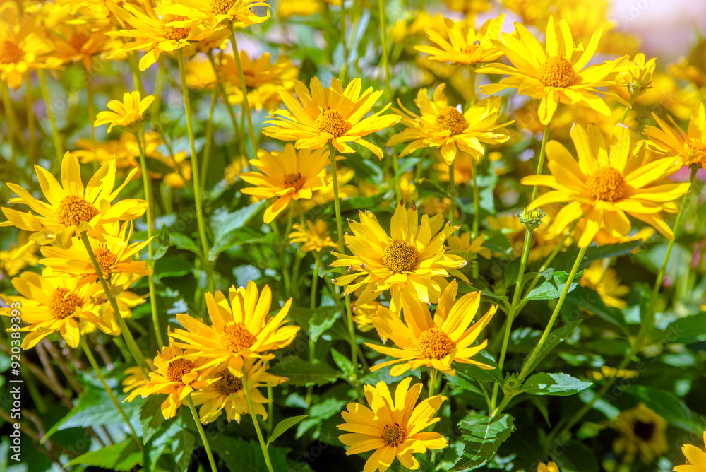 Yellow daisies grow in the meadow in summer
Yellow daisies grow in the meadow in summer