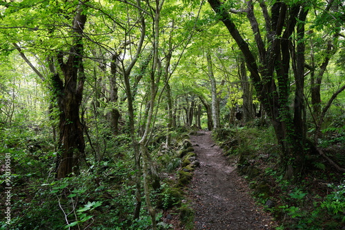 spring pathway through mossy old trees