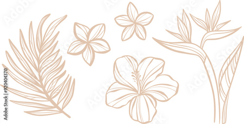 Tropical flower line art illustration set, isolated doodles, hand drawn elements