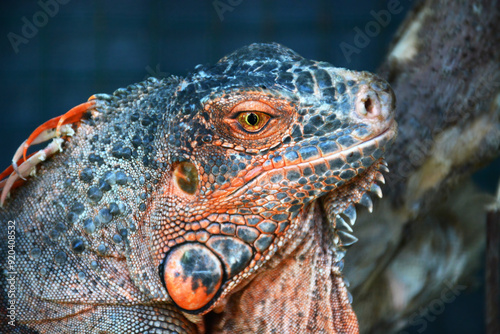Close up of iguana face
