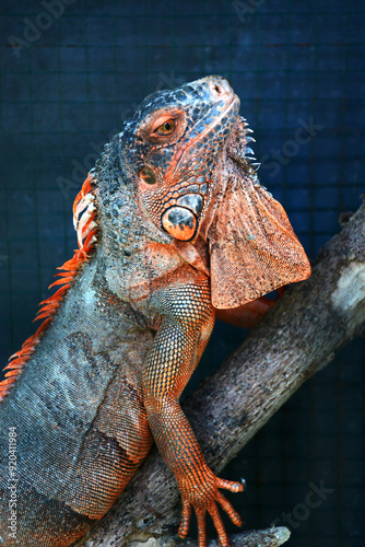Close up of iguana face
