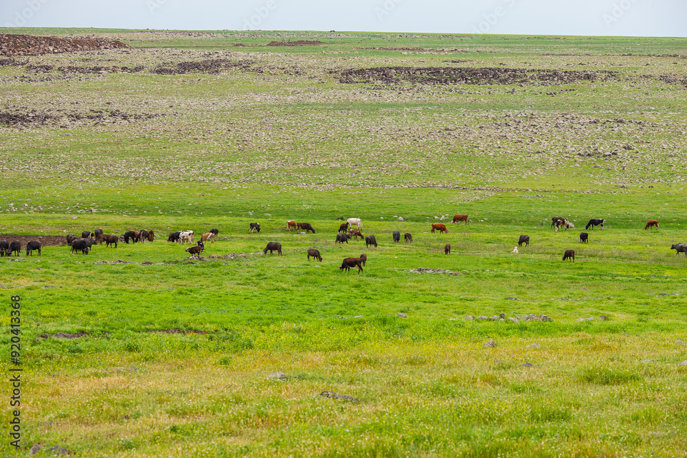 Cattle breeding is an important source of income in Karacadağ, which spreads across the provinces of Diyarbakır, Mardin and Şanlıurfa.