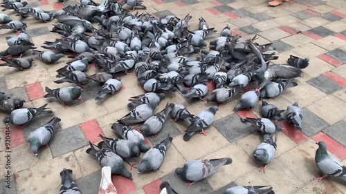 group of plump bird pigeons photo