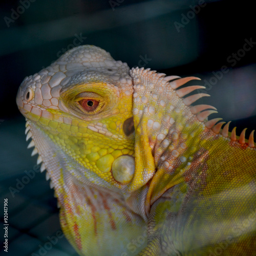 Yellow Iguana for book or background photo