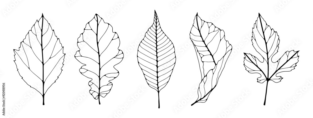 Set of various leaves isolated on a white background. Contour of leaves of various trees. Vector botanical illustration Set of various leaves isolated on a white background. Contour of leaves of various trees. Vector botanical illustration