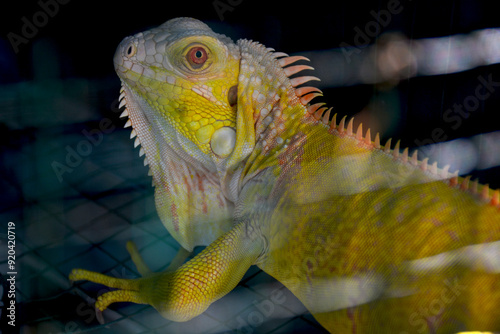 Yellow Iguana for book or background photo