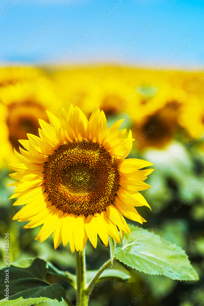 Fototapeta premium Sunflower close-up in a field. Inflorescence of bright yellow sunflower against the background of clear blue sky. vertical