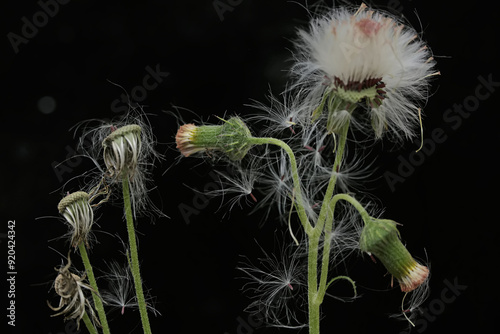 The beauty of the sow thistle flower when it blooms. This plant has the scientific name Sonchus arvensis. photo