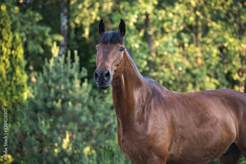 Elegant portrait of a bay horse on the background of trees. Portrait of a horse on the loose