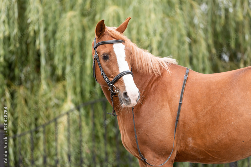 Fototapeta premium Elegant portrait of a chestnut horse on the background of trees