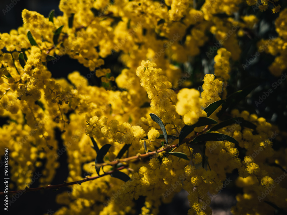 Yellow wattle flower Yellow wattle flower