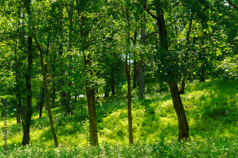 Park with lush green trees during the daytime in summer. Park with lush green trees during the daytime in summer.