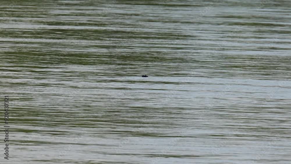 A great cormorant fishing and swimming in the river Danube A great cormorant fishing and swimming in the river Danube