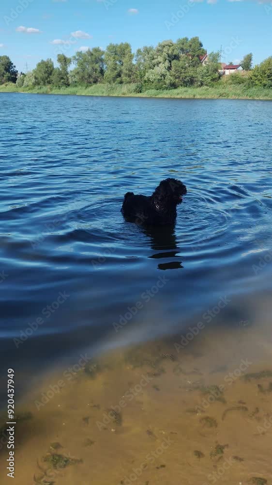 dog bathing in the river. big black dog in the water. black terrier. big black wet shaggy dog. dog bathing in the river. big black dog in the water. black terrier. big black wet shaggy dog.
