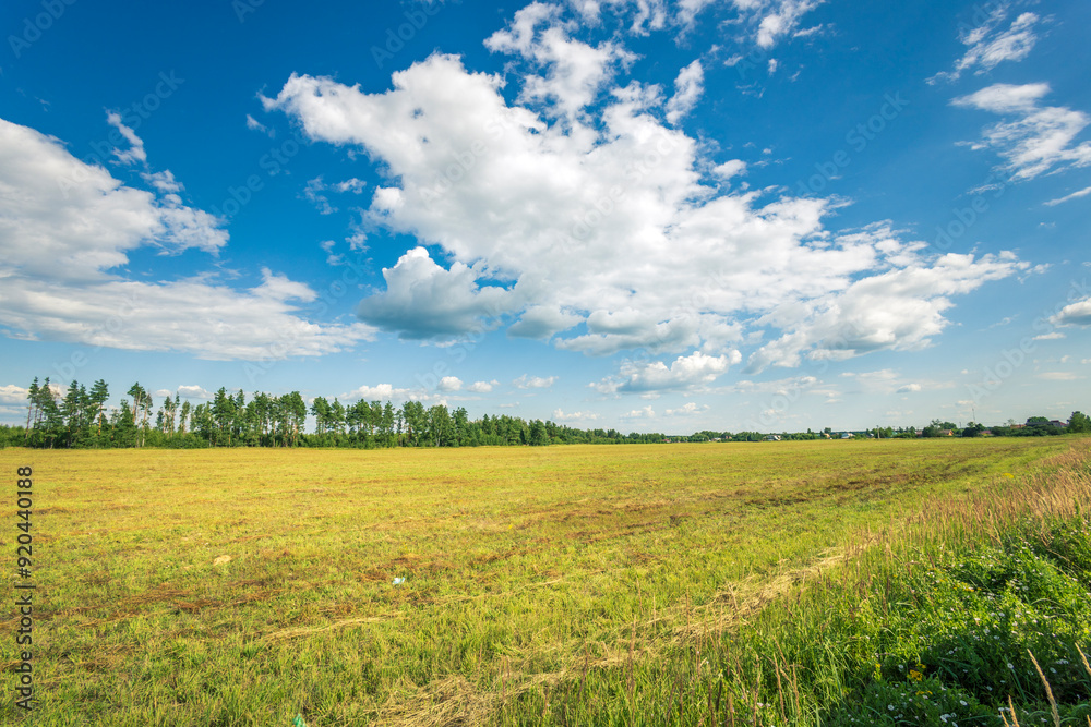 A large field of grass with a few trees in the background A large field of grass with a few trees in the background