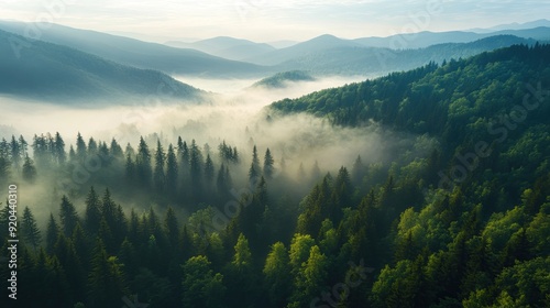 A misty morning in the mountains, with dense forests cloaked in fog, revealing a breathtaking view.